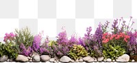 PNG Flower bushes nature border lavender outdoors purple.