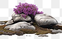 PNG Flower rock lavender outdoors.