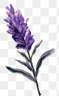 PNG  Lavender flower painting blossom purple.