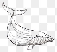 PNG Hand drawn of whale drawing sketch cartoon