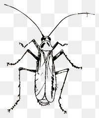 PNG Hand drawn of insect cartoon drawing animal.