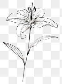 PNG Hand drawn of lily drawing sketch flower