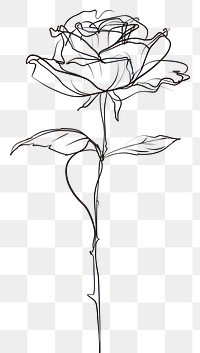 PNG Hand drawn of rose drawing sketch monochrome