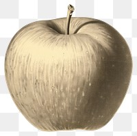 PNG  Apple drawing fruit plant.