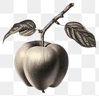 PNG  Apple drawing plant fruit.