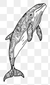 PNG  Beluga whale illustrated drawing animal.