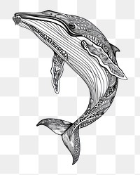 PNG  Blue whale illustrated drawing dolphin.