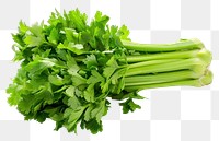 PNG Celery cilantro parsley herbs.