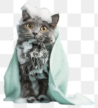 PNG Cat with light green towel mammal animal kitten.