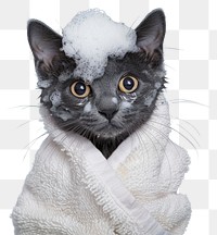 PNG Kitty with white towel animal mammal pet.