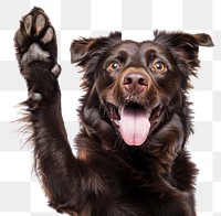 PNG Dark brown dog mammal animal puppy.