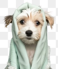 PNG Puppy with towel mammal animal dog.