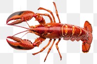 PNG Cooked lobster seafood animal 