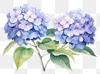 PNG Hydrangea flowers blossom plant white background.