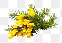 PNG Gorse astragalus blossom flower.