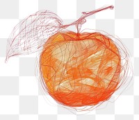 PNG Orange drawing fruit illustrated.