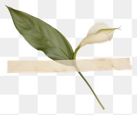 PNG Peace lily ephemera plant leaf white background.