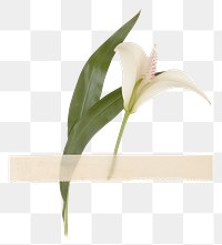 PNG Peace lily ephemera flower plant white.