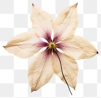 PNG Clematis flower accessories accessory blossom