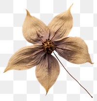 PNG Dried clematis flower accessories accessory blossom