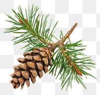 PNG Pine branch with cone pine conifer plant.