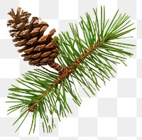 PNG Pine branch with cone pine conifer plant.
