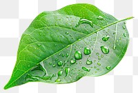 PNG Water droplets on a green leaf plant white background freshness.