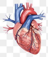 PNG Cardiac organ person tattoo heart.