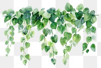 PNG Hanging plant backgrounds leaf white background