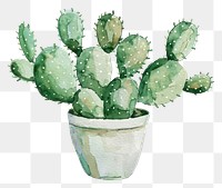 PNG Potted cactus plant white background houseplant.