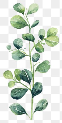 PNG Plant vegetable herbs leaf.