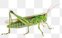 PNG Green grasshopper locust animal insect white background.