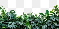 PNG Plant backgrounds vegetation outdoors.