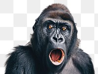 PNG Photo of shocked Gorilla gorilla wildlife animal.
