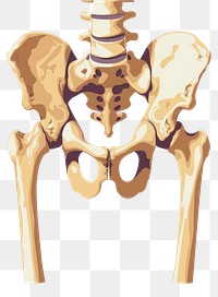 PNG Minimal pelvis bone icon human skeleton person.