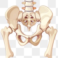 PNG Pelvis bone icon human skeleton person.