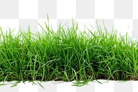 PNG Green grass plant lawn white background
