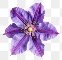 PNG Purple Clematis flower petal plant white background