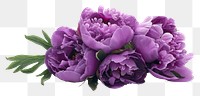 PNG Bouquet peony purple flower blossom plant white background