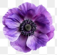 PNG Purple poppy anemone flower petal plant