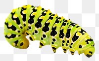 PNG Swallow tail butterfly caterpillar animal insect white background.