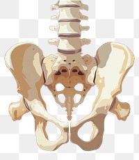 PNG Cute minimal pelvis bone icon skeleton smoke pipe.