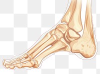 PNG Bone of foot icon human person ankle.