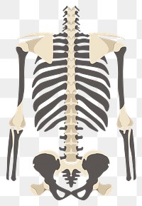 PNG Minimal bone break icon human skeleton person.
