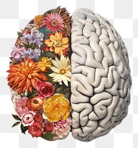 PNG Flower nature plant brain