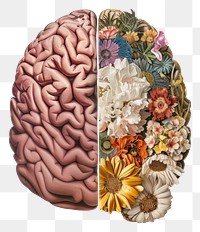 PNG Flower plant brain accessories.