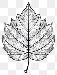 PNG Leaf sketch art illustrated.