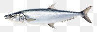 PNG Mackerel fish herring sardine animal.