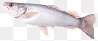 PNG Haddock fish seafood herring animal.