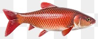 PNG Carp fish carp seafood animal.